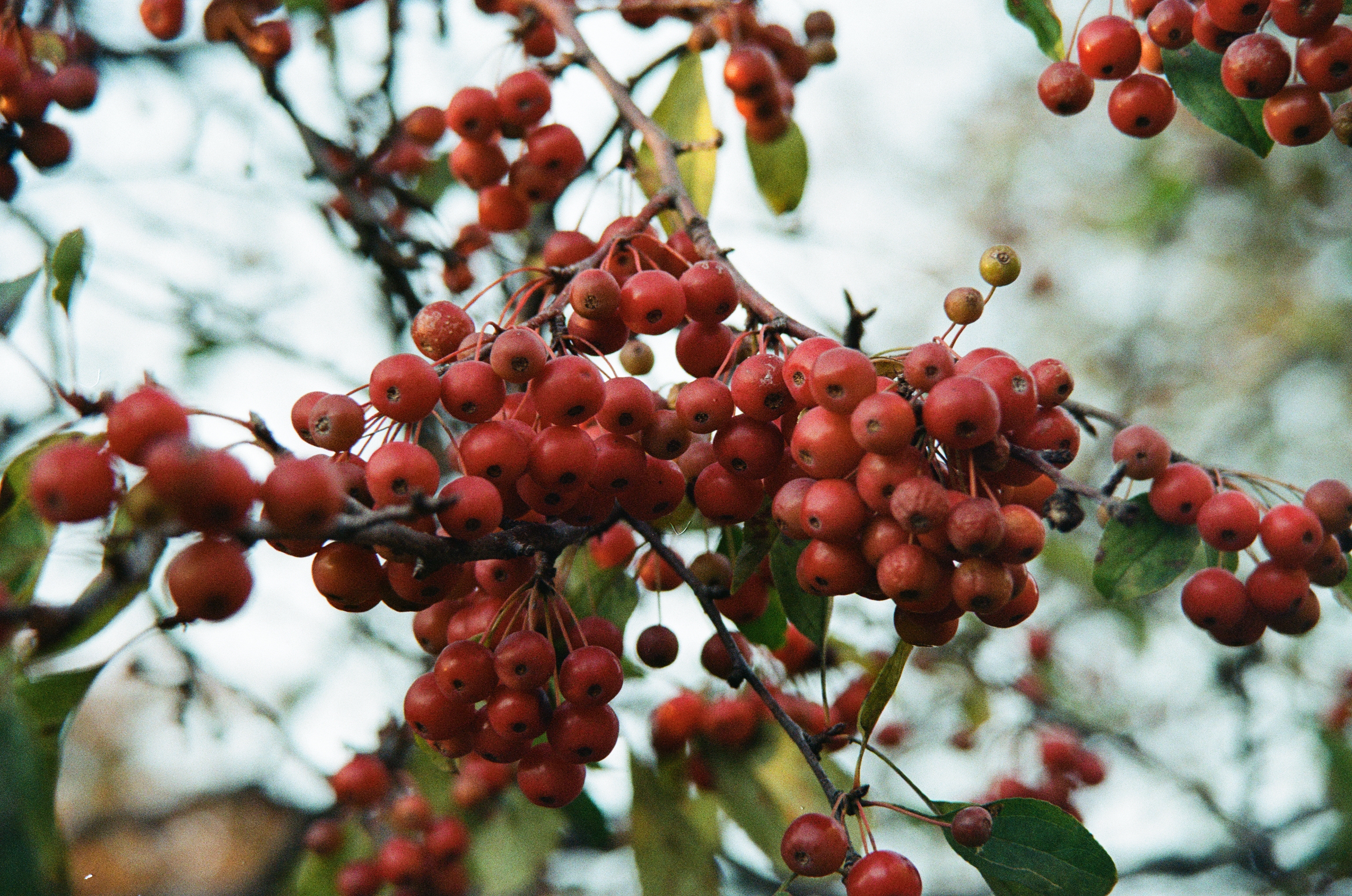 Berries